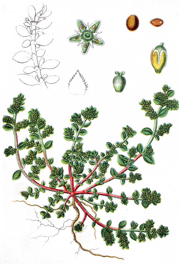 Plant-Illustration-of-Rupturewort