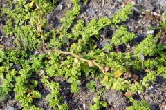 Closer-view-of-Rupturewort-plant