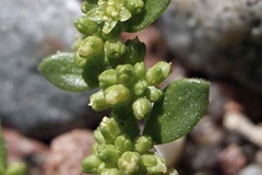 Flowers-of-Rupturewort