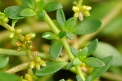 Leaves-of-Rupturewort