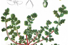 Plant-Illustration-of-Rupturewort