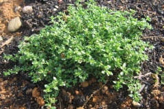 Rupturewort-Plant