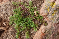 Rupturewort-plant-growing-wild