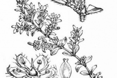 Sketch-of-Rupturewort
