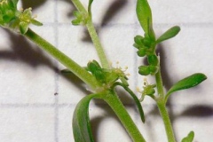 Stem-of-Rupturewort