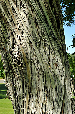 Bark-of-Russian-Olive