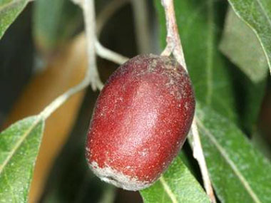 Closer-view-of-mature-fruit-of-Russian-Olive