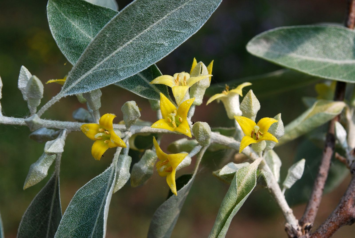 Flower-of-Russian-Olive