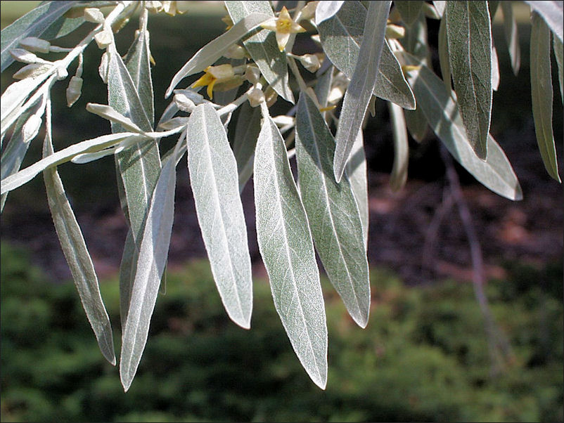 Leaves-of-Russian-Olive