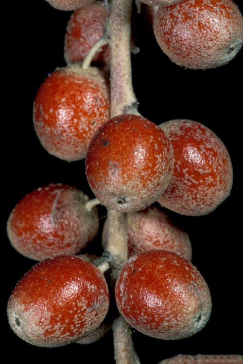 Mature-fruits-of-Russian-Olive