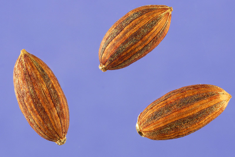 Seeds-of-Russian-Olive
