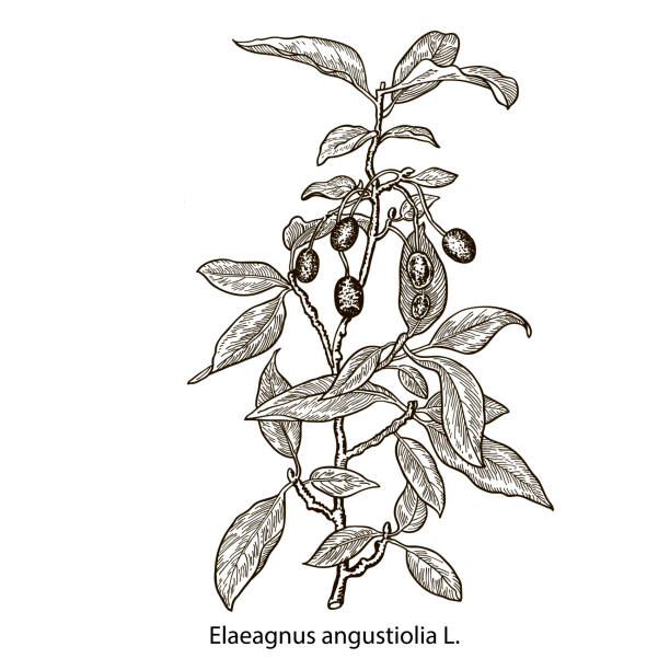 Sketch-of-Russian-Olive