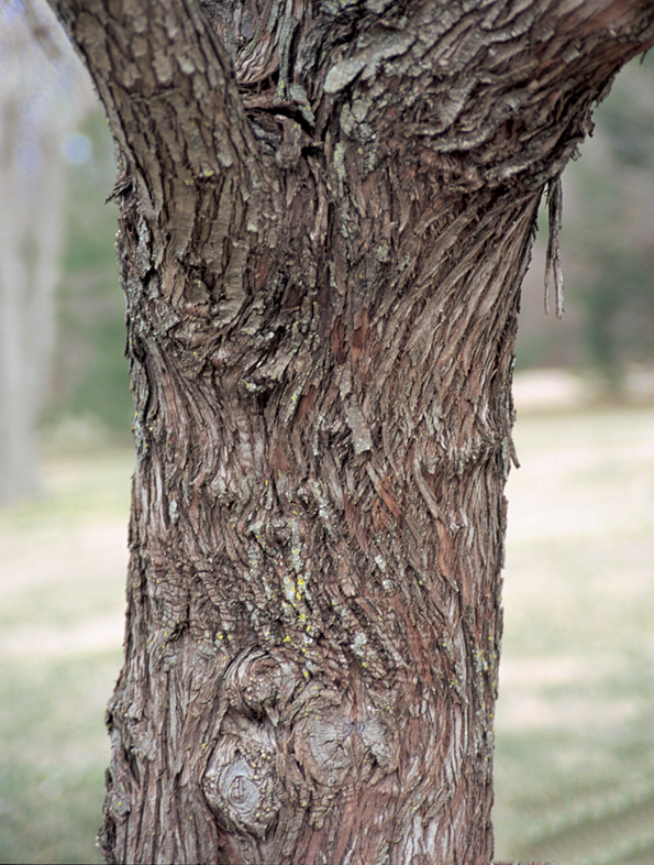 Trunk-of-Russian-Olive