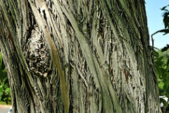 Bark-of-Russian-Olive