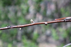 Buds-and-leaf-scars-of-Russian-Olive