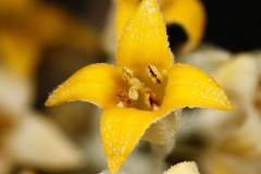 Closer-view-of-Flower-of-Russian-Olive