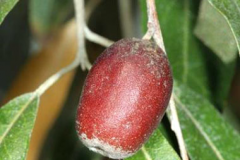 Closer-view-of-mature-fruit-of-Russian-Olive