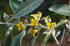 Flower-of-Russian-Olive