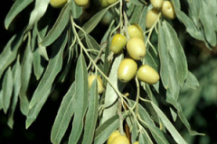Immature-fruits-of-Russian-Olive