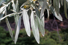 Leaves-of-Russian-Olive