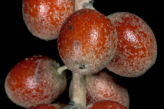 Mature-fruits-of-Russian-Olive