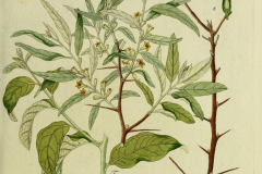 Plant-Illustration-of-Russian-Olive