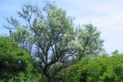 Russian-Olive-Tree-growing-wild