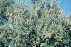 Russian-Olive-Tree