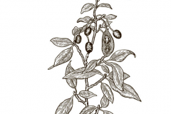 Sketch-of-Russian-Olive