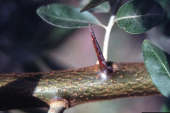 Thorns-of-Russian-Olive