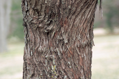 Trunk-of-Russian-Olive