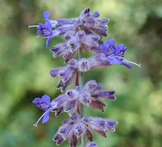 Closer-view-of-flowers-of-Russian-Sage