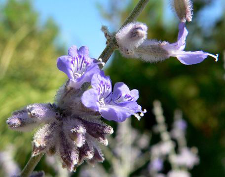 Flower-of--Russian-Sage