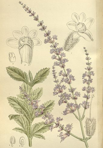 Plant-Illustration-of-Russian-Sage
