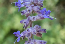 Closer-view-of-flowers-of-Russian-Sage