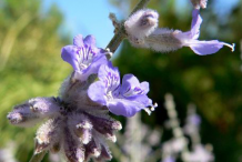 Flower-of--Russian-Sage