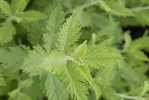 Leaves-of-Russian-Sage