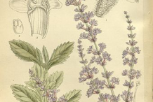 Plant-Illustration-of-Russian-Sage