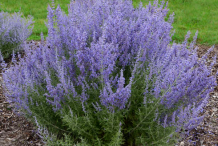 Russian-Sage-Plant
