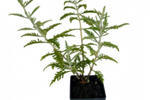 Russian-Sage--growing-on-pot