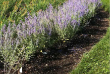 Russian-Sage-growing-wild