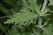 Stem-and-leaves-of-Russian-Sage