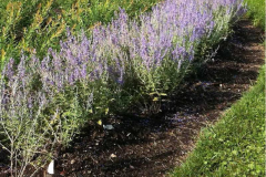 Russian-Sage-growing-wild