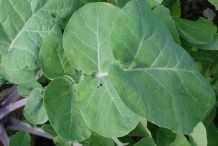 Leaves-of-Rutabaga