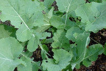 Rutabaga-plant