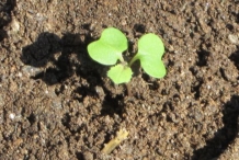 Seedlings-of-Rutabaga