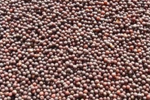 Seeds-of-Rutabaga