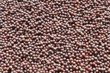 Seeds-of-Rutabaga