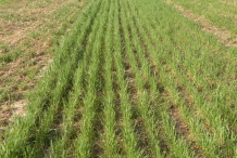 Rye-farm
