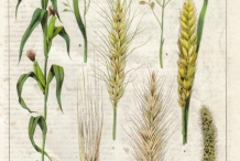 Rye-illustration